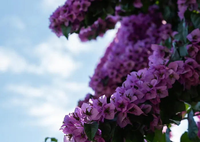 Villa Seven - Barefoot By The Sea, Velebit, Nature *